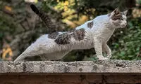 10 ساکن خاص تهران که مشغول پادشاهی هستند