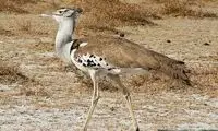 این پرنده زیبای ایران هم در خطر انقراض است