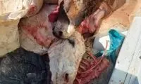 توقیف محموله بزرگ گوشت خر در جاده مشهد