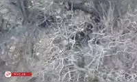ببینید: بازیگوشی دو بچه یوزپلنگ اندیمشکی