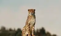 مشاهده «خورشید» و ۴ توله‌اش در توران