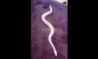 موج مکزیکی یک مار روی پتوی گرم و نرم!