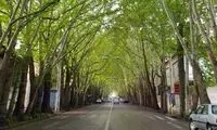 قطع درختان ۲۰۰ساله دالان سبز به بهانه هرس!