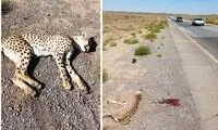 رانندگان نوروزی مراقب یوزها باشند!