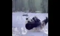  پشتک زدن خنده‌دار یک پاندا در برف!