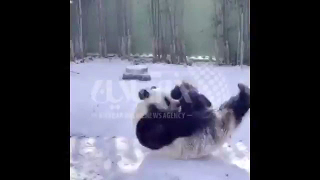  پشتک زدن خنده‌دار یک پاندا در برف!