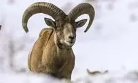 شیوع یک بیماری عجیب در شیراز