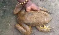 قورباغه‌ای عظیم‌الجثه به اندازه‌ یک گربه! 