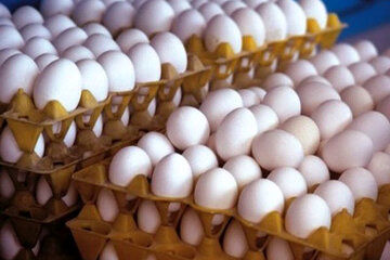 اخبار نگران‌کننده درباره افزایش قیمت تخم مرغ