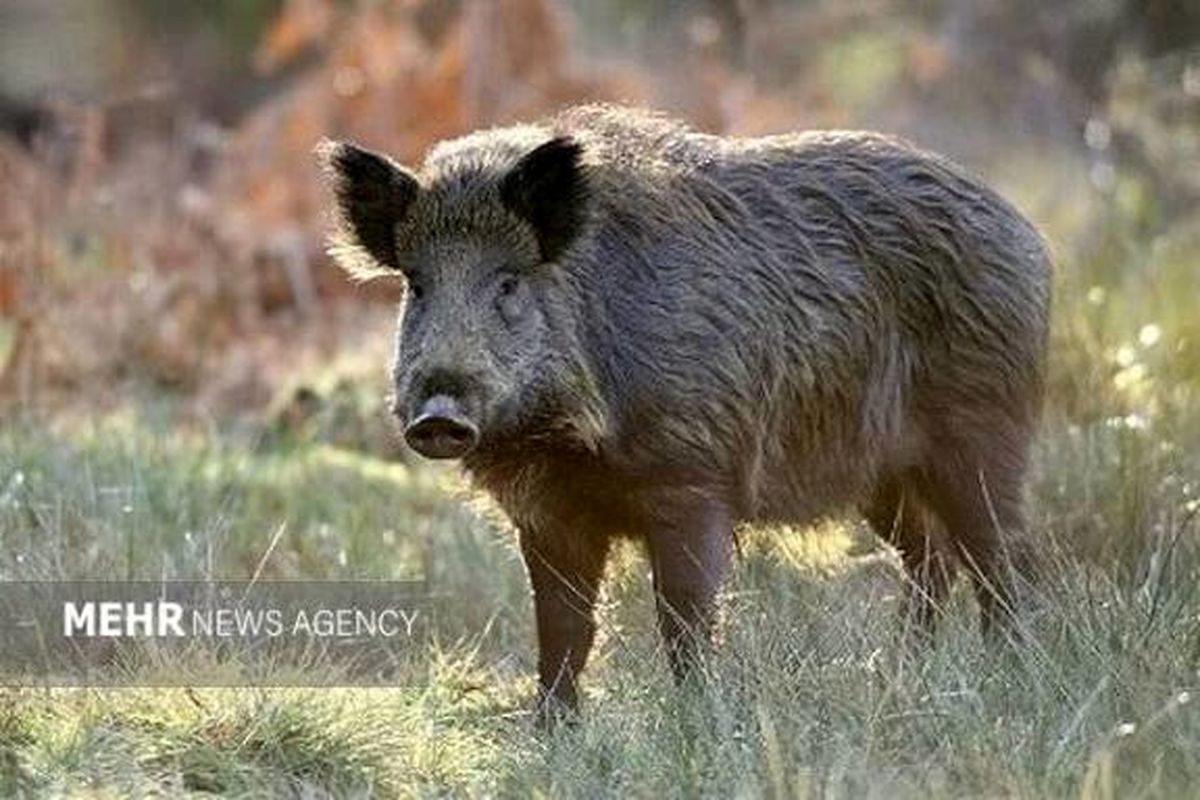 لحظه نجات دادن گراز از گودالی عمیق در گلستان