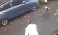 انتقام سریع سگ از زوج حیوان‌آزار و سنگ‌انداز!