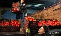باران نبارید، گو‌جه‌فرنگی ۷۰ هزار تومان شد!