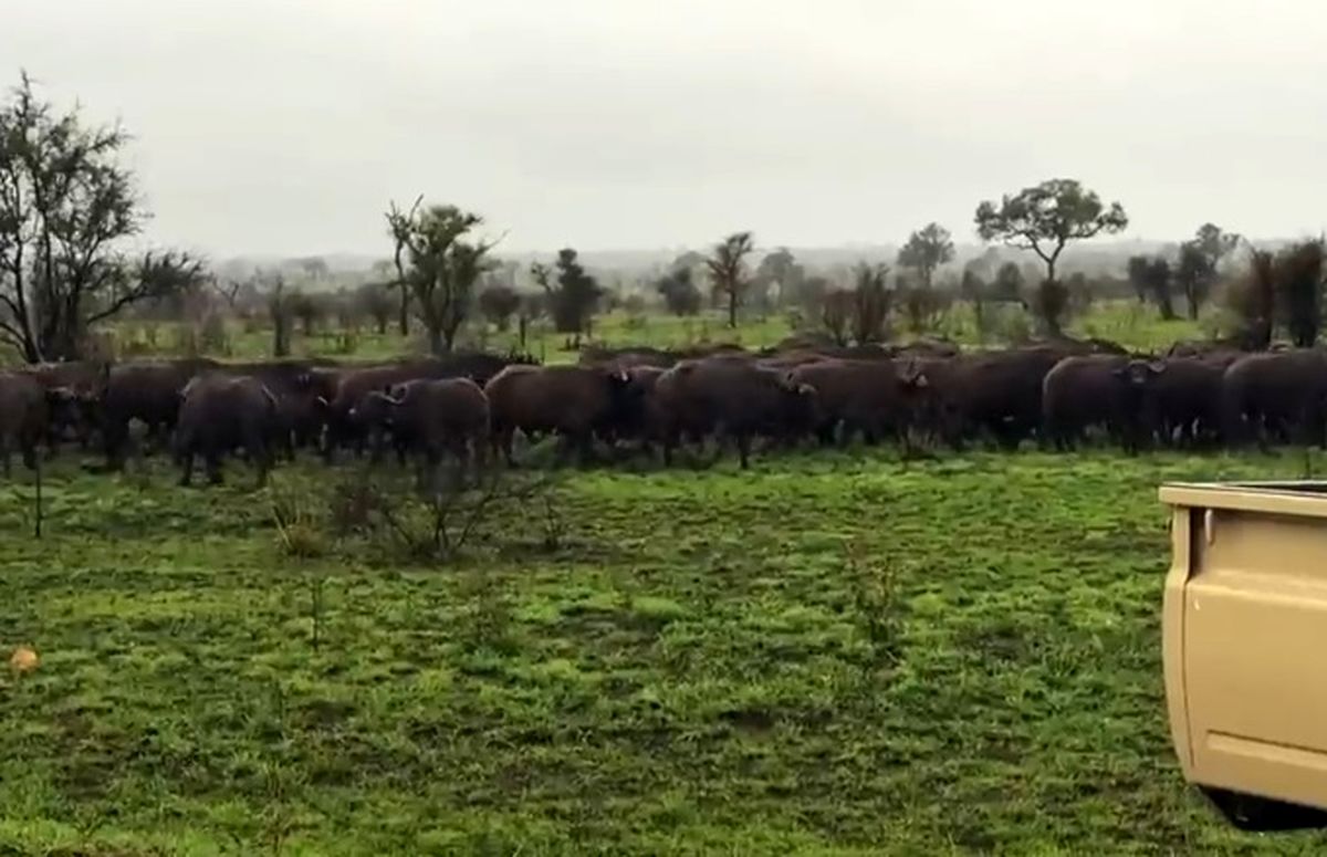 لحظه‌ای تلخ برای گوساله؛ گله رهایش کرد تا شکار شیر شود