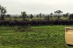 لحظه‌ای تلخ برای گوساله؛ گله رهایش کرد تا شکار شیر شود