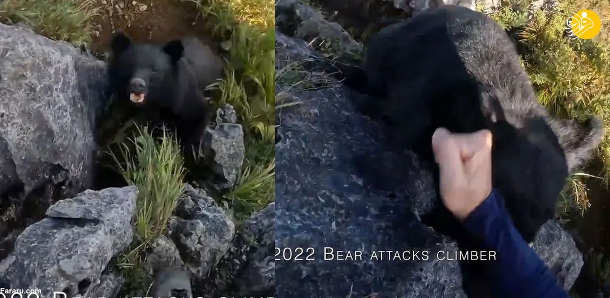 مبارزه نفس‌گیر یک صخره‌نورد با خرس سیاه