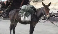 تصاویری از زیبایی اعجاب‌انگیز حیوانات دورگه!