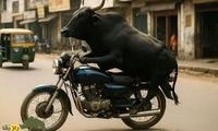 ویدئو عجیب از موتورسواری یک گاو در هند