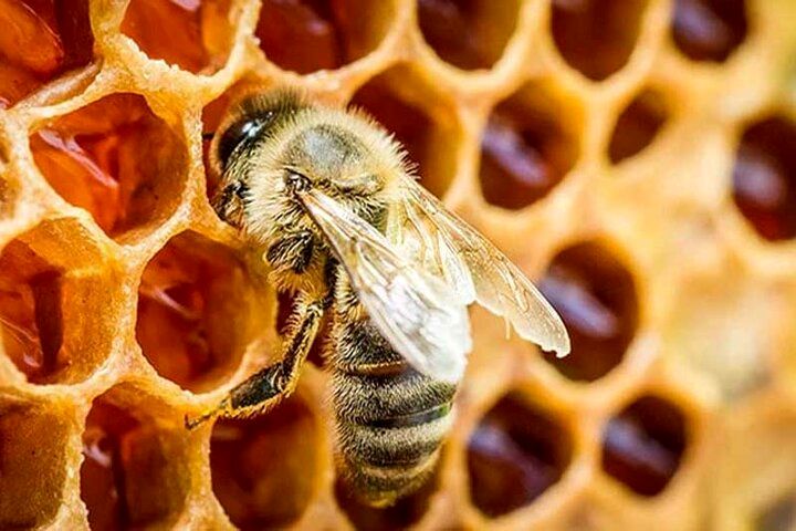 عسل خوردن جالب یک کودک شجاع از لانه زنبور بدون ترس!