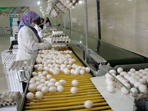قیمت جدید تخم‌مرغ در میادین اعلام شد