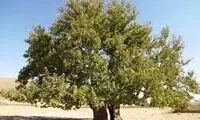 ببینید؛ اقدام باورنکردنی یک چوپان خبرساز شد