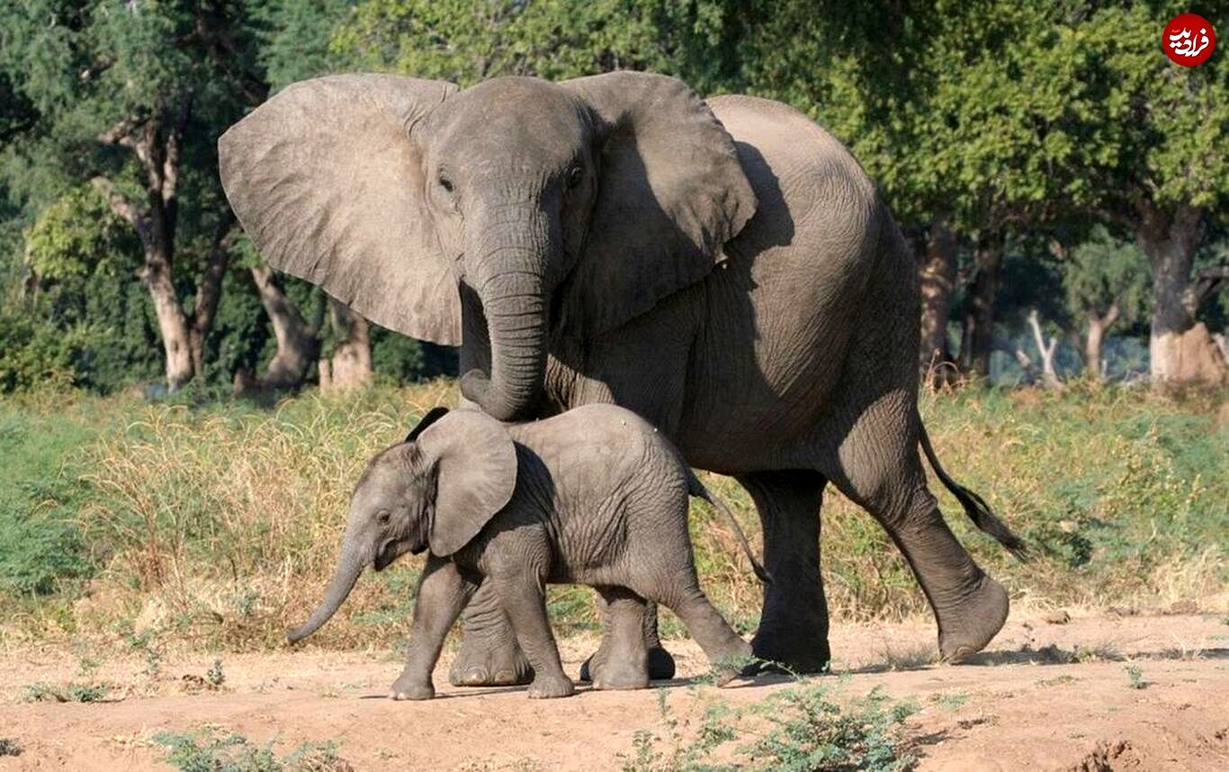 توصیه فیل به بچه‌اش: با غریبه‌ها صحبت نکن!