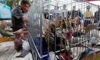 خرید و فروش و قاچاق حیوانات وحشی زیاد شده است!