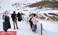 تصاویری از رستوران قوچ‌ها در حوالی تهران!