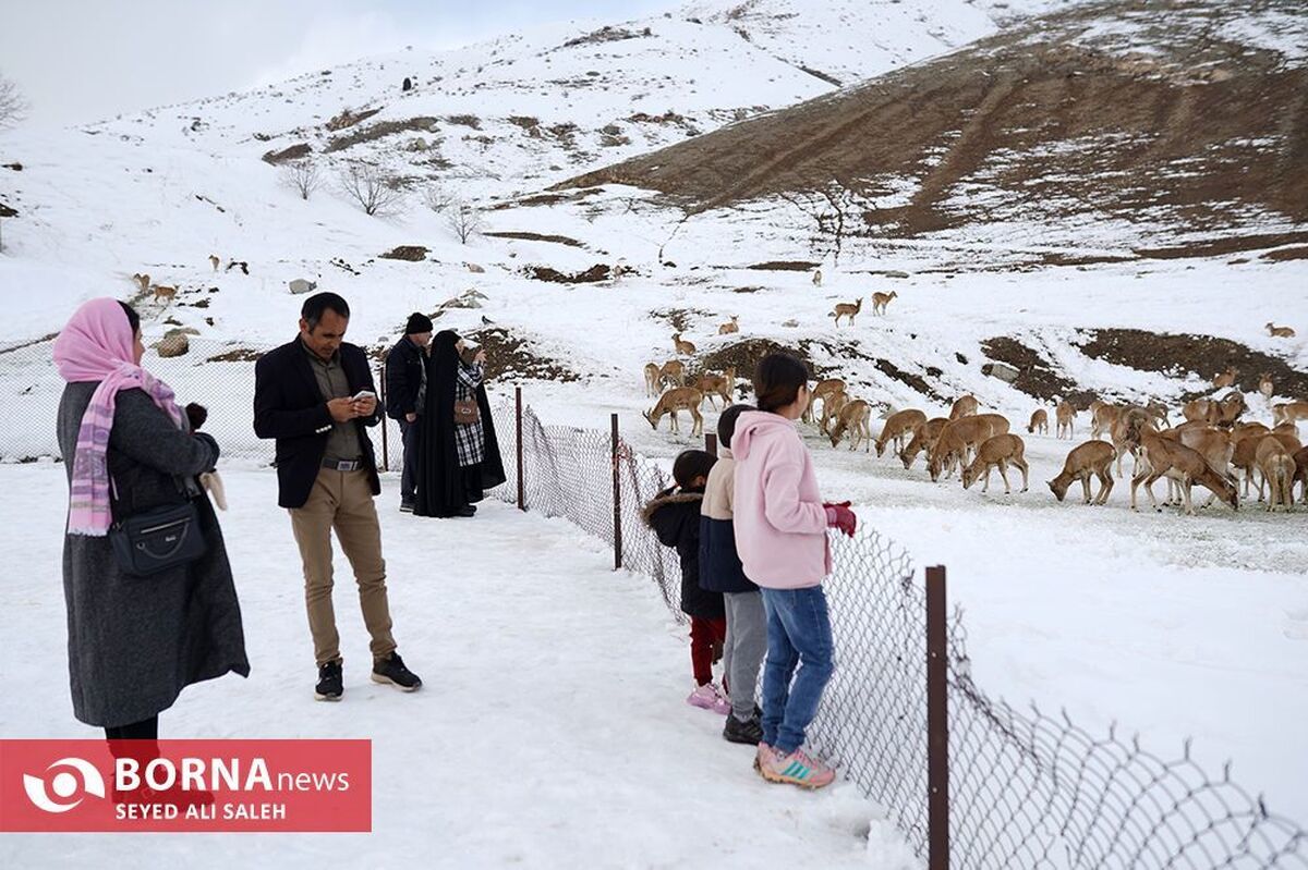 تصاویری از رستوران قوچ‌ها در حوالی تهران!