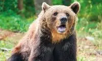 ترس و وحشت خرس قهوه‌ای با دیدن خودش!