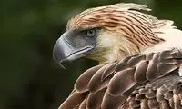 شکار این پرنده غول‌پیکر ۱۲ سال حبس دارد!