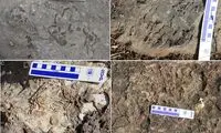 کشف بزرگترین لانه دایناسورها با صدها تخم فسیل 