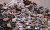 مسمومیت گسترده پرندگان در این شهر