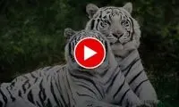 صحنه‌ای شگفت‌انگیز از رفاقت 5 ببر با یک سگ