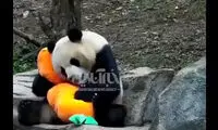 ویدئویی از بازی کردن بامزه پاندا با عروسک