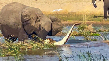 حمله شجاعانه یک فیل به کروکودیل غول‌پیکر