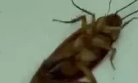 ویدئویی از شکار سوسک توسط ۲مورچه نیرومند!