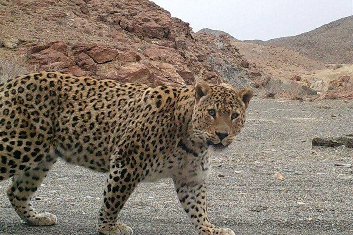 شکار لحظه روبرو شدن پلنگ ایرانی و مار