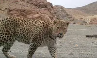 شکار لحظه روبرو شدن پلنگ ایرانی و مار
