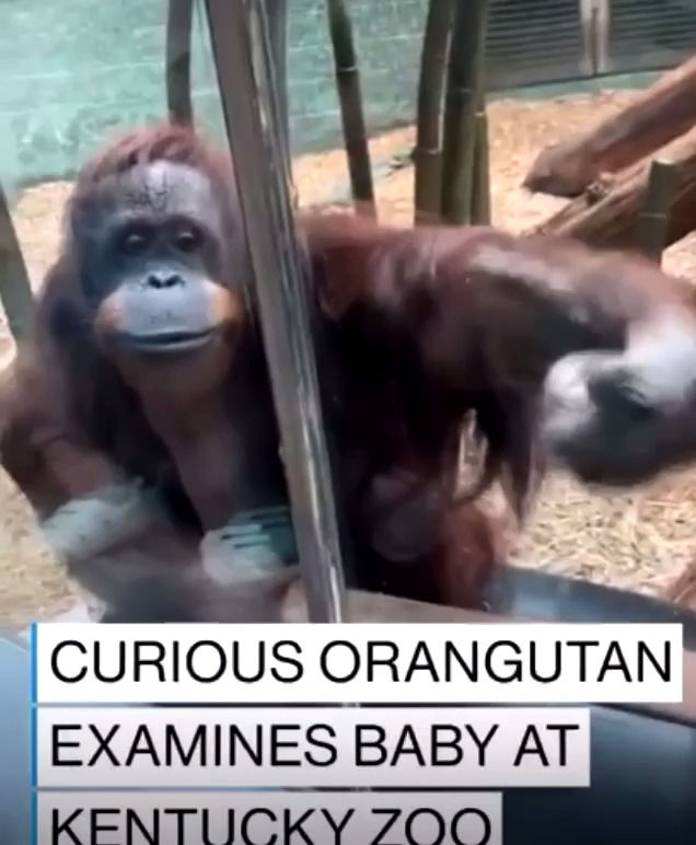 واکنش عجیب یک اورانگوتان به نوزاد انسان