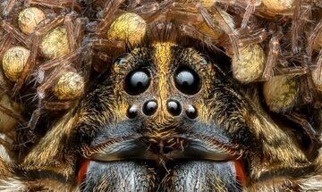 این عنکبوت گرگی جایزه عکاسی را از آن خود کرد