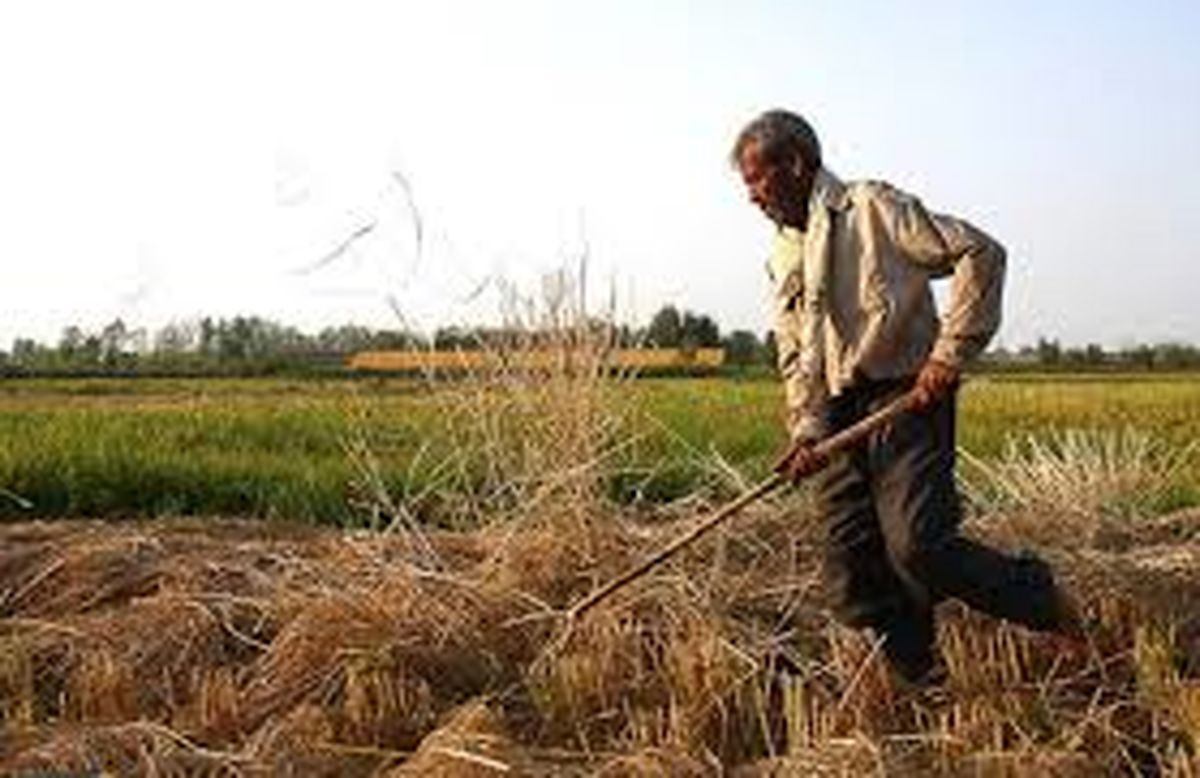 رونمایی از یک شغل عجیب در ایران با درآمد 30 میلیون تومان!