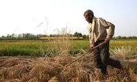 رونمایی از یک شغل عجیب در ایران با درآمد 30 میلیون تومان!