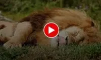 غرش وحشتناک یک شیر در آغوش یک مرد وسط خانه‌اش
