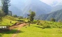 کشف جاده غیرمجاز ۸ کیلومتری در جنگل‌های گیلان