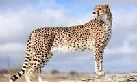 بودجه ۲۰ میلیاردی نجات یوزها چه شد؟