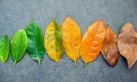 دلیل علاقه‌ بیشتر ما به یک فصل خاص چیست؟