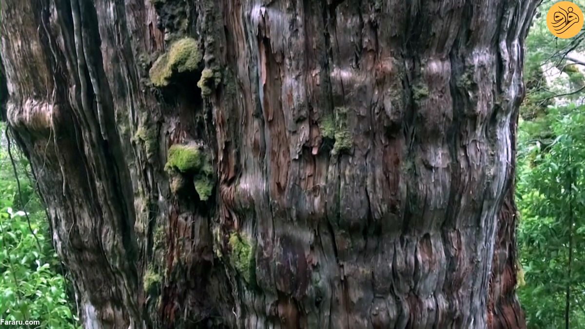 کشف کهن‌‌سال‌ترین درخت جهان به قدمت ۵هزار سال
