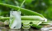 خطر استفاده از آلوئه‌ورا برای این افراد جدی است