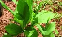خواص درمانی و شفابخش گیاه زردچوبه