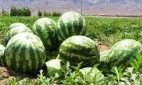 اعلام قیمت هندوانه و انار برای یلدا